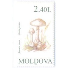 MOLDÁVIA - 1996 - FLORA: COGUMELOS SÉRIE II - SÉRIE 5 SELOS - MINT - YT-0158/162 